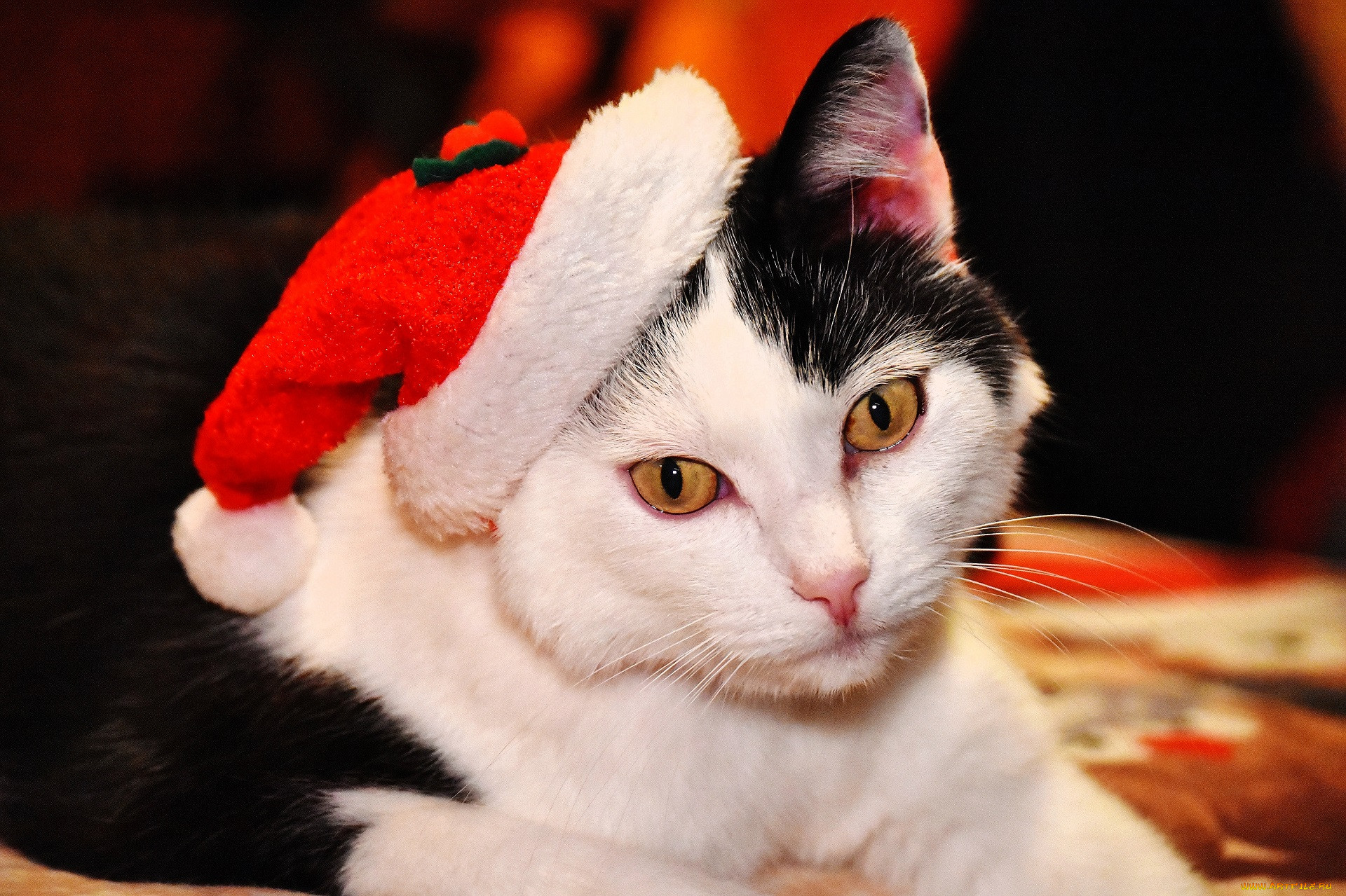 ��������, ����, ���, �����